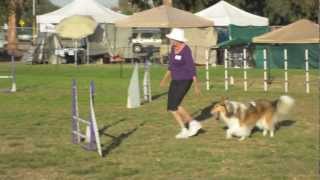 Collie Dogs First Agility Trial Bonnie Jumpers Novice A Preferred [upl. by Jollenta333]