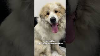 Lovely Pyrenean Mountain Dog [upl. by Maura]