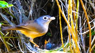 Wild birds and their chicks at the nest [upl. by Ahsiener]