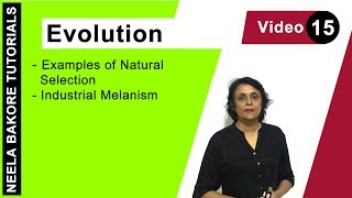 Evolution  NEET  Examples of Natural Selection  Industrial Melanism  Neela Bakore Tutorials [upl. by Otrebireh392]