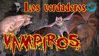 Los verdaderos Vampiros ESPECIAL [upl. by Joshi]