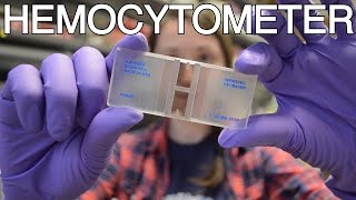 Hemocytometer  What is this thing [upl. by Tonry]