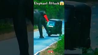 Elephant Attack On Auto Aickshaw 😱🤯🔥 shorts elephant aposhorts [upl. by Akiwak]