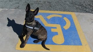 Service Dog Training with Lottie Prescott AZ and the greater Scottsdale Phoenix area [upl. by Amees]