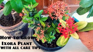 How to Care Ixora Plant  Summer Flowering Plants how to grow ixora in pots [upl. by Aikemat]