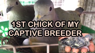 How to Breed a PinkNecked Green Pigeon Punai1st chickCaptive Breeding program WildNatureUniqueTV [upl. by Tullus666]