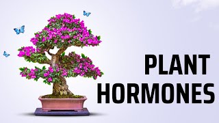 Phyto Hormones [upl. by Llehcsreh82]