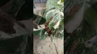 Tanaman hias monstera varigata shorts videoshorts [upl. by Jopa]