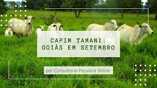 Capim Tamani Goiás em setembro [upl. by Laris]