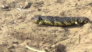 Shingleback  Sleepy Lizard Tiliqua rugosa [upl. by Ilime]