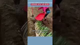 La pratique surprenante des agriculteurs chinois avec les œufs shorts [upl. by Gudrin473]