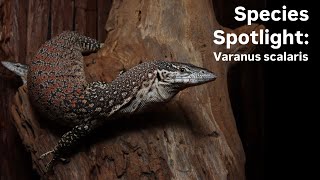 Species spotlight Spotted tree monitor [upl. by Anirahtak245]