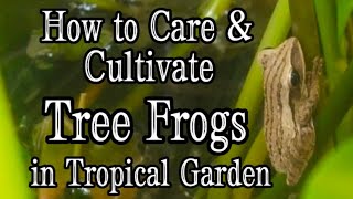 Secrets amp Ecology Balance of Nature with Tree Frogs in your Tropical Garden Polypedates leucomystax [upl. by Yenobe]