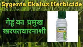 Sygenta Ekalux Quinalphose 25 ECFull ReviewDoseampInformationBest Herbicides for wheat [upl. by Aramois433]