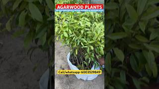 Agarwood plants  Agarwood farming in India  Agarwood market agarwood agar agaroud farming [upl. by Nike]