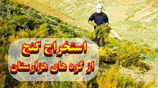 جمع آوری علفی که برای حیوانات گیج است با سختی های فروان در کوه و تپه ها [upl. by Marolda]