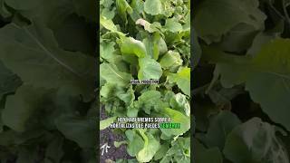 hortalizas que puedes SEMBRAR todo el AÑO🥬🗓️ PARTE 1 cultivation shortsfeed agriculture agro [upl. by Drugge]