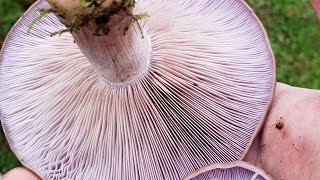 Winter Mushrooms of the Pacific Northwest fungi foraging mycology oregoncoast oregon [upl. by Vania960]