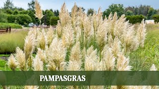 Pampasgras Cortaderia Pflanzung Pflege Rückschnitt und WinterSchutz [upl. by Corine441]