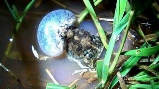 Pereréca Inchando e Cantando Physalaemus marmoratus [upl. by Christis]