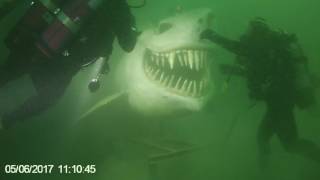 Requin Lac Neuchatel juin 17 [upl. by Fin]