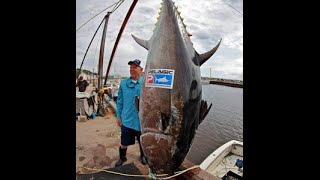 Worlds Biggest Tuna Ever Caught [upl. by Healy]