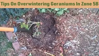 Tips On Overwintering Geraniums In Zone 5B [upl. by Varin]