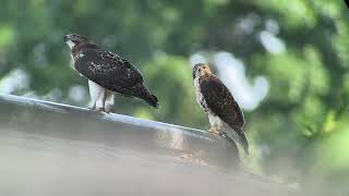 20240704 93rd Street Redtailed Hawk Fledglings [upl. by Enitsirhk]