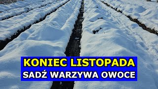 KONIEC LISTOPADA to Świetny Termin na Sadzenie Warzyw i Owoców Co siać sadzić w Listopadzie Grudniu [upl. by Colfin101]