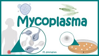 Mycoplasma Morphology  Pathogenesis  Clinical features Diagnosis Treatment  Mycoplasma  PPLO [upl. by Jagir726]