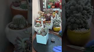 Rescue A Rotting Succulent 🪴succulents propagate suculentas [upl. by Llemor]