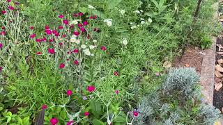 Plant Review Rose campion Lychnis coronaria [upl. by Lotz]