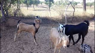 Amar Bakra bakri Ki Awaaz  Wonderful Goat Sound Video [upl. by Any830]