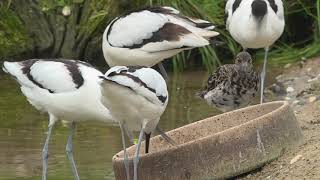 1 Pensthorpe Wader Aviary  2020 [upl. by Rudyard]