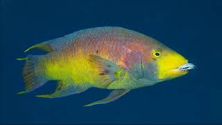 Facts The Spanish Hogfish [upl. by Darline718]