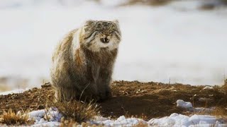 World’s Grumpiest Cat  Frozen Planet II  BBC Earth [upl. by Ani]