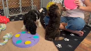 Antonio and Amarillo From Above Standard Poodles  Small Standard Poodle Puppies Playing [upl. by Sitnalta]