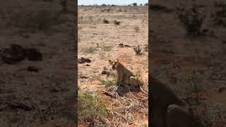 Tsavo East lions  Aruba tsavo wildlife safaritour lion [upl. by Solegna]