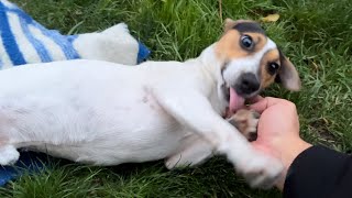 Relaxation and chill with Jack Russell Terrier Footage [upl. by Sydney755]