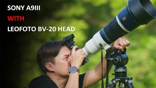 Sony α9III X Leofoto BV20 head prefect match for bird shooting [upl. by Christine231]