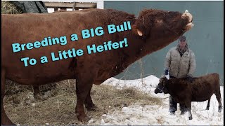 BIG Bull Breeding a little Heifer [upl. by Anayet415]