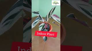 Calathea Triostar Plant plants houseplant garden gardening indoorplants [upl. by Sualokcin]