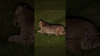 Hunting Bobcats at Night Sniper Rifle One Shot Takedown hunting bobcat mrahery [upl. by Pulling]