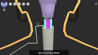 Schematic 3D Spinothalamic Pathway [upl. by Adamek555]