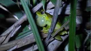 Hypsiboas albomarginatus vocalizando [upl. by Ilse]