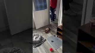 Sleepy Dachshund Puppy Doesnt Want to go for Walk  1507697 [upl. by Nevad305]