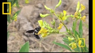 How Does A Seed Become A Plant  Backyard Science  SciShow Kids [upl. by Collin702]