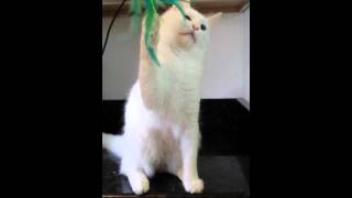 White Turkish Angora Male Kitten For Sale [upl. by Yob391]