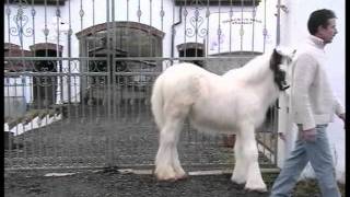 GYPSY COB FILLY BRACKENHILL GHOST 5 12 MONTHS OLD [upl. by Bara]