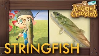 Animal Crossing New Horizons  How to Catch Stringfish 15000 Bells Fish [upl. by Aiuoqes]